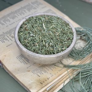 Хвощ польовий (лат. Equisetum arvense)